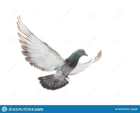 Beautiful Gray Dove In Flight With Spread Wings Isolated On White Stock