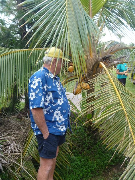 It is widely known in california as the mountain fishtail and can easliy grow over 6 feet per year and is frequently only seen in the outdoor woods and forests. Forum: Buying Coconut Palms And Growing Them In Sydney