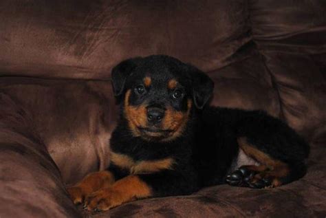 Dogs , cats , horses. AKC Rottweiler puppys for Sale in Medford, Oregon ...