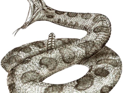 Download Rattlesnake Png Transparent Images Drawing Transparent Png