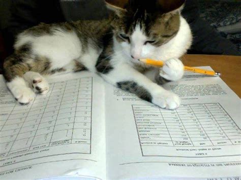 My Cat Doing My School Homework Rcats