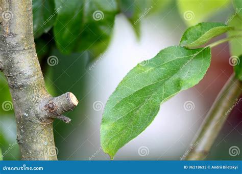 Close Up Of Green Fruit Tree Leaves In Summer Stock Image Image Of