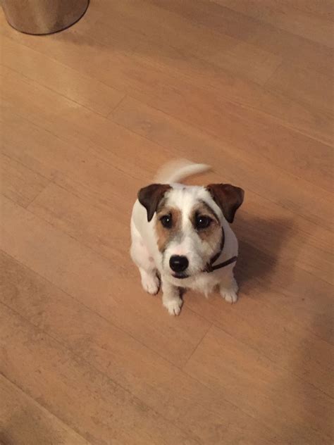 Nilo - 1jaar #parson Russel terrier | Russel