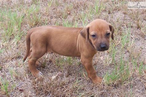 Find free puppies near me, adopt a puppy, buy puppies direct from kennel breeders and puppy owners in nauru. Pawpatch Rhodesian Ridgebacks | Rhodesian Ridgeback puppy ...