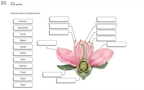 Parts Of A Flower Diagram Quizlet