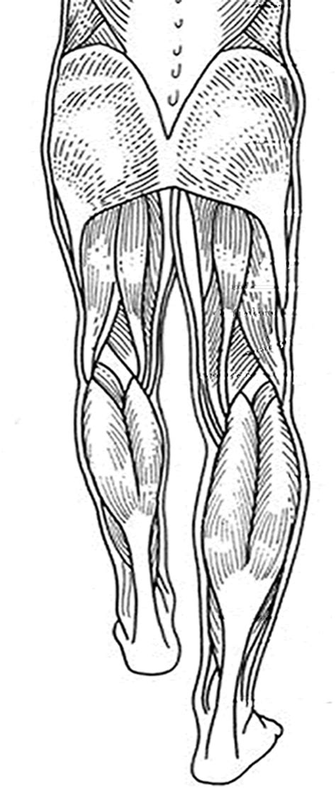 Label The Muscles Of The Legs
