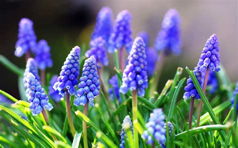 Your natural blue flower stock images are ready. Blue Flowers Wallpapers Images Photos Pictures Backgrounds