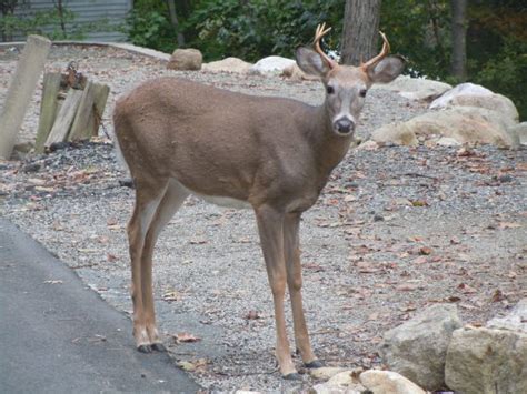 Deer Are On The Move Caution Advised Parsippany Nj Patch