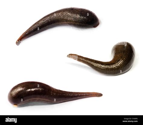 Leeches Close Up Hi Res Stock Photography And Images Alamy