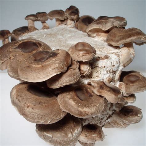 Shiitake Everyday Mushrooms