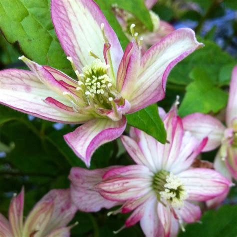 Check spelling or type a new query. Clematis Montana Marjorie (With images) | Planting shrubs ...