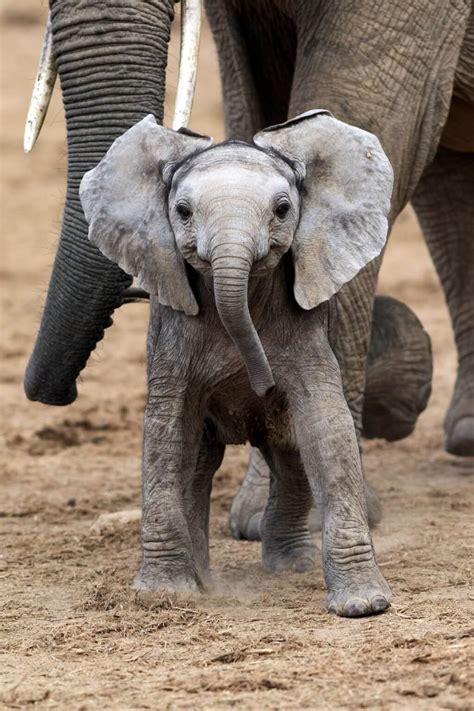 Joyful Baby Elephant Approaches And Smiles Brightly For The Camera And
