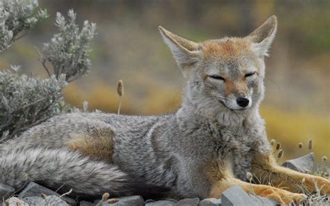 South American Gray Fox Alchetron The Free Social Encyclopedia