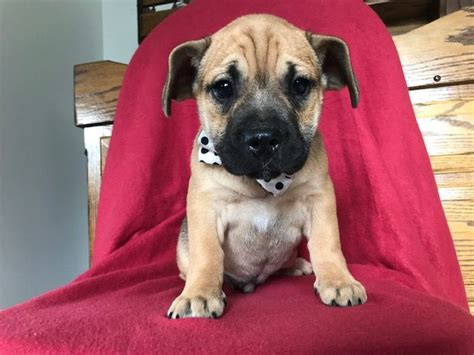 Browse lancaster puppies for english bulldog breeders. English Bulldog-French Bulldog Mix puppy for sale in ...