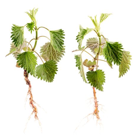 2t sh.p.k > contact us. Urticae Radix - Nettle root - Racines d'Ortie - Rrënjë ...