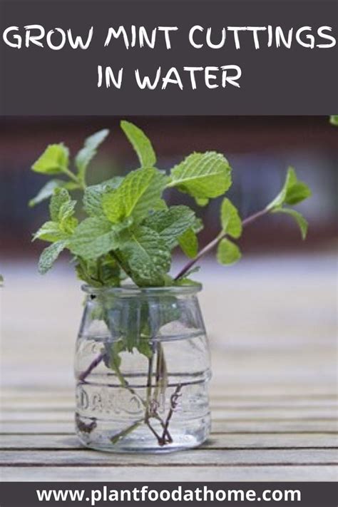 How To Grow Mint Complete Guide To Growing Mint At Home Growing Mint