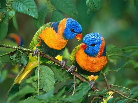 Two Cute Baby Birds Okay Wallpaper