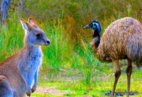 Crazy For Canberra Wildlife Mapping Megan