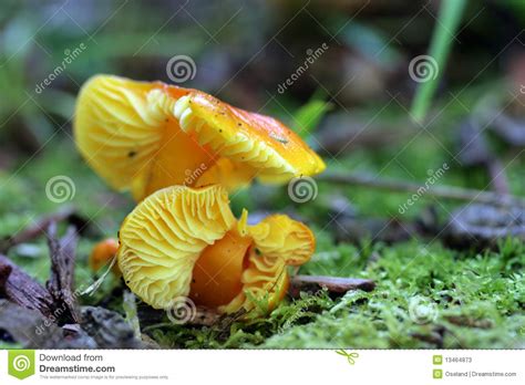 Yellow Mushrooms Stock Image Image Of Fungi Gill Autumn 13464873