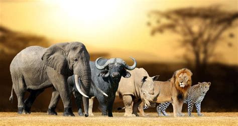 Africas Big 5 Safari Animals Big Five Game