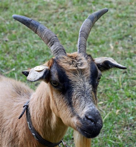 a friendly goat ziege hubi s nature flickr