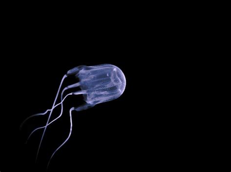 Box Jellyfish Facts Cubozoa