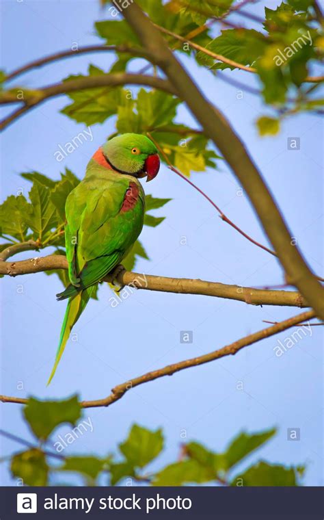 Green Red Parakeet Natural Background Alexandrine Parakeet