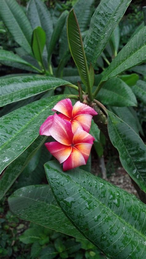 Plumeria...the Hawaiian lei flower