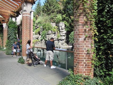 Central Park Zoo 2010 - Front of Common Seal exhibit - ZooChat