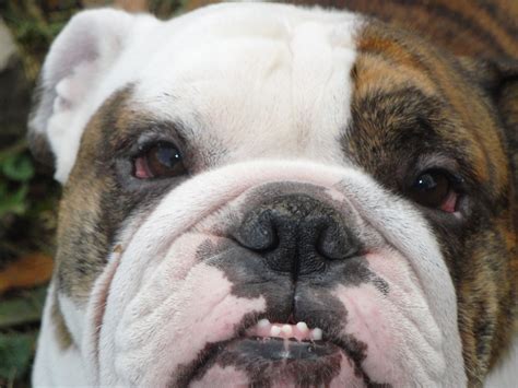 They shed so much so that they can grow newer and thicker fur to keep them warm for winter. Bulldog | Too Cute I Want Them ALL!!! | Dogs, Animals ...