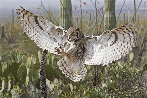 Great Horned Owl Arizona Sonoran Desert Museum Great Horned Owl