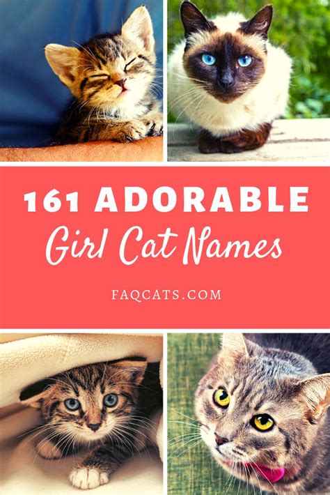 The list of cute cat names can help you find the purrfect name for your new cat or kitten. 161 Female Tabby Cat Names You Will Love! in 2020 | Girl ...