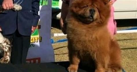 Showtime Chow Chows Of Consistant Excellence
