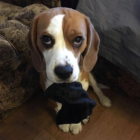 Breaking down the moves in crypto (cnbc) breaking down the moves in crypto. 14 Reasons Why Your Beagle Is Staring At You Right Now ...
