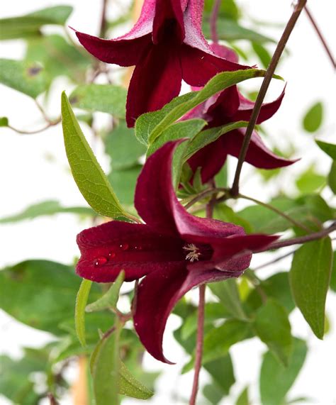 Check spelling or type a new query. Texas-Waldrebe Gravetye Beauty - Clematis texensis ...