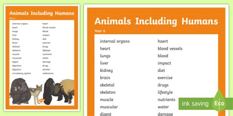 Year 6 Animals Including Humans Scientific Vocabulary Poster