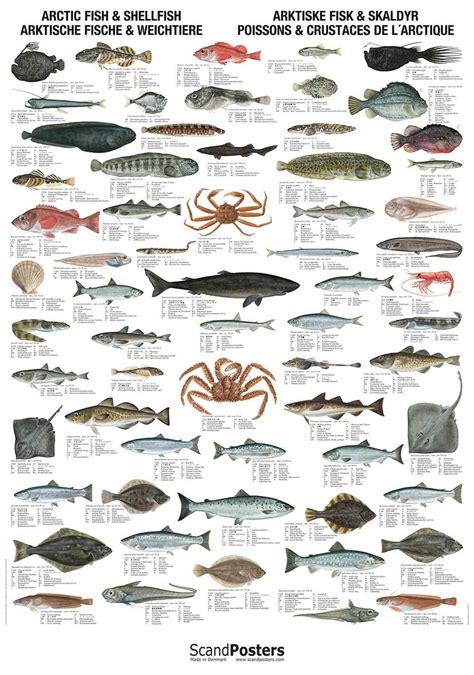 Buy Arctic Fish And Shellfish Poster Online Here Linaa