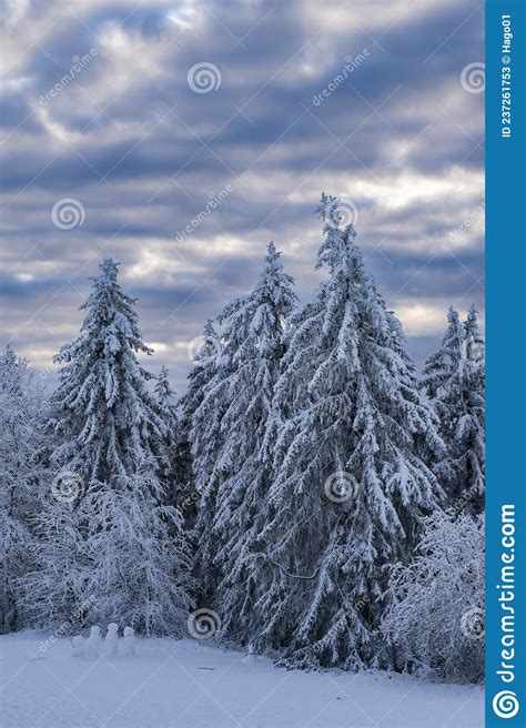 Snow Covered Conifers On The GroÃŸer Feldberg In Taunus Germany Stock