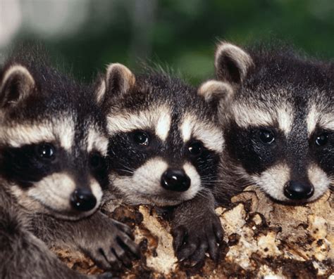 The official worlds for pest control are worlds 53, 69 (p2p). Creature Feature: Raccoons | The Woodlands Township ...