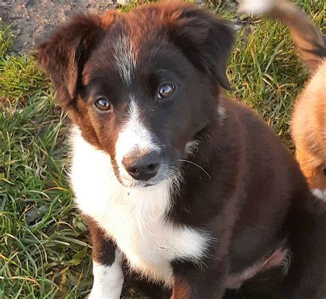 Working Male Collie County Galway Dogs For Sale Ireland
