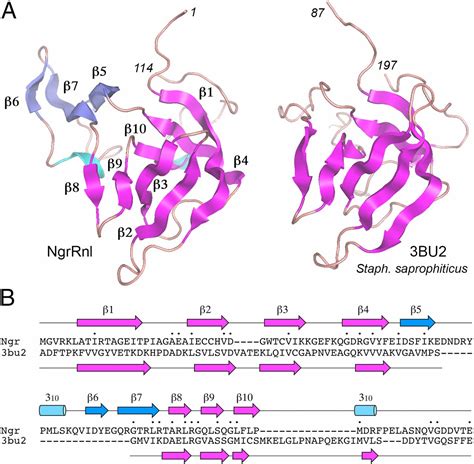 Structure And Two Metal Mechanism Of A Eukaryal Nick Sealing Rna Ligase