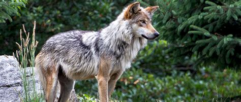 Grant Program Aims To Deter Mexican Wolf Cattle Conflicts Knau