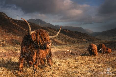 The Beast Beautiful Highland Cows That Normally Occupy The Flickr