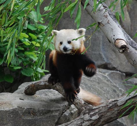 Red Panda 32 Red Panda Ailurus Fulgens At Smithsonian Na Flickr
