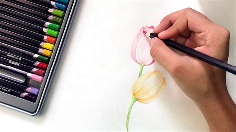 Easy Tulip Pencil Color Tutorial Beginners Pencil Color Tutorial