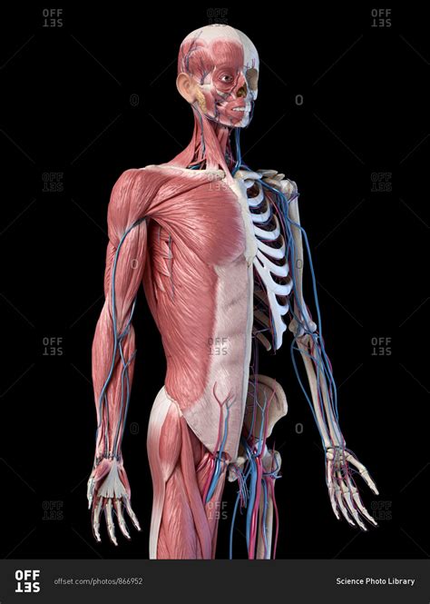 Human Anatomy 34 Body Skeletal Muscular And Cardiovascular Systems