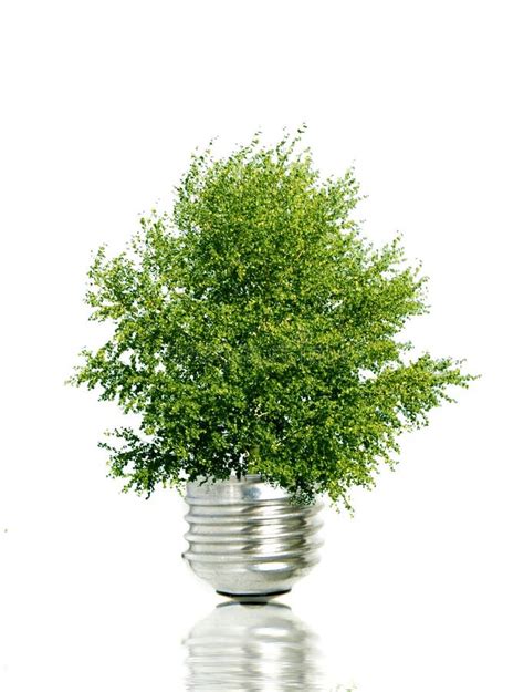 Tree In Light Bulb Stock Photo Image Of Environmental 10842358