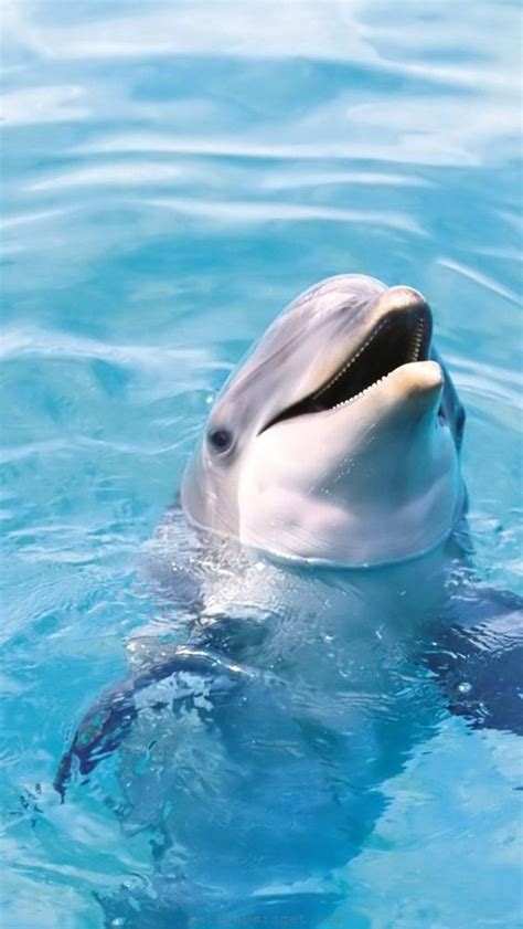 We hope you enjoy our growing collection of hd images to use as a. Dolphin wallpaper for mobile - SF Wallpaper