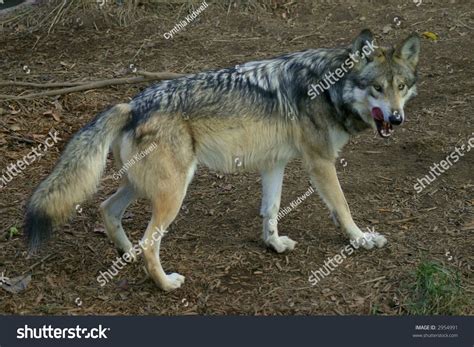 Hungry Wolf Stock Photo 2954991 Shutterstock