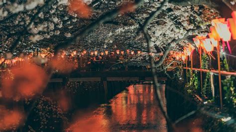 Sakura Park Embankment Lights Bridge River 4k Hd Wallpaper
